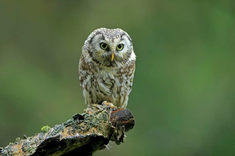 Tengmalm's owl (Aegolius funereus)