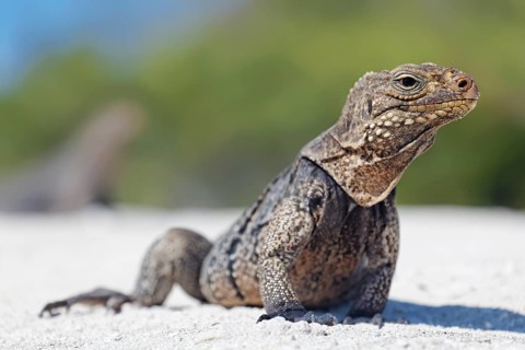 Green iguana (Iguana iguana) on the beach of Anclita