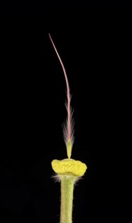 Pasque flower (Pulsatilla vulgaris)