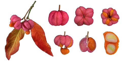 European spindle (Euonymus europaeus)