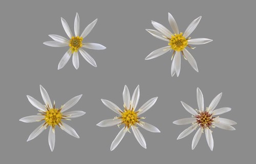 White wood aster (Eurybia divaricata)