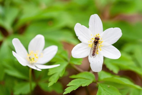 Wood anemone (Anemone nemorosa)