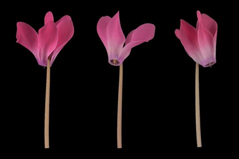 Room alpine violet (Cyclamen persicum hybrid) eastern Mediterranean