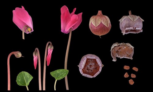 Indoor cyclamen (Cyclamen persicum hybride)