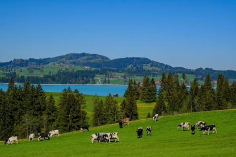 Forggensee from Hegratsried