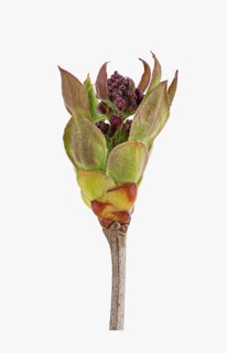 Common Lilac (Syringa vulgaris)