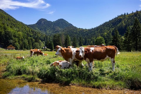 Herd of cows on the mountain pasture at Moosalm near Schwarzensee