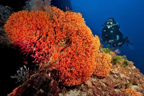 Diver looking at a colony of dulse (Palmaria palmata)