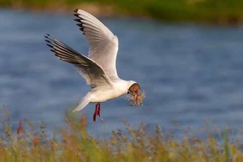 Black-headed gull (Chroicocephalus ridibundus) with nesting material in its bill