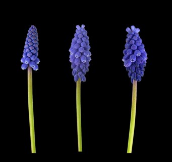 Armenian Grape hyacinth (Muscari armeniacum)