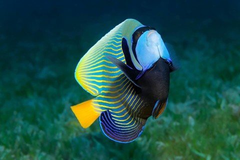 Emperor angelfish (Pomacanthus imperator) swimming over seagrass meadow