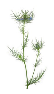 Love in a mist (Nigella damascena)