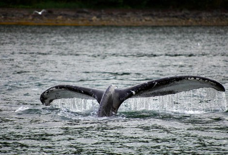 Diving humpback whale