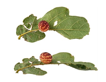 Striped oak gall wasp (Cynips longiventris)