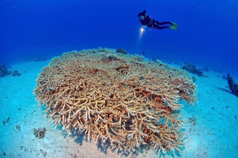 Diver looking at a colony of staghorn coral (Acropora microphthalma)