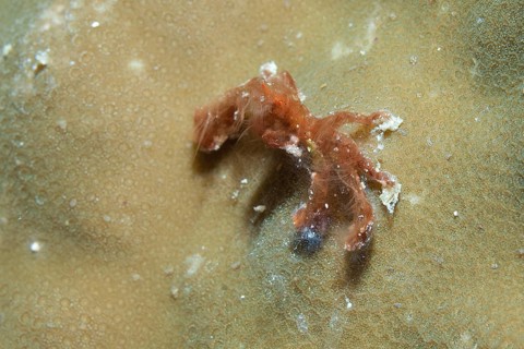 Orang utan crab (Achaeus japonicus) sitting on stone coral (Porites)