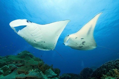 Pair of Pelagic manta ray (Manta birostris) at a cleaning station in Coral Reef