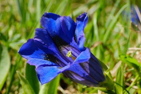 Flowering Gentian (Gentiana)