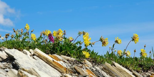 Alpine woundwort (Anthyllis vulnevaria subsp. alpestris)