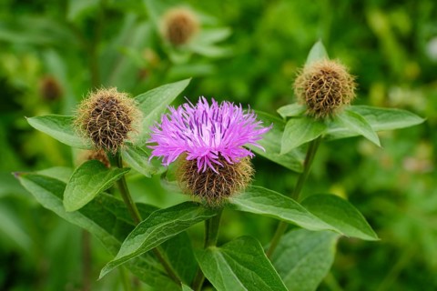 Flower of the perennial cornflower (Centaurea montana)