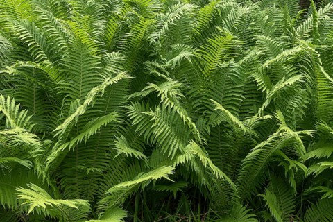 Ostrich Fern (Matteuccia struthiopteris)