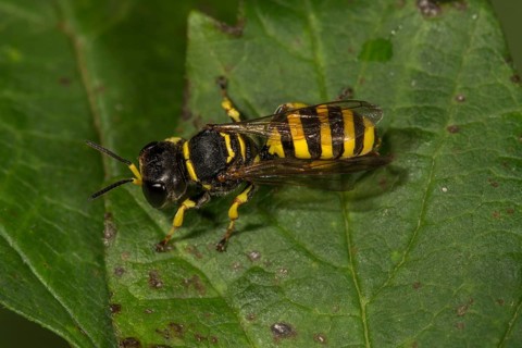 Sphecoid wasp (Ectemnius lituratus) on a leaf
