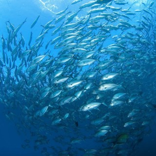 Shoal of Bigeye trevallies (Caranx sexfasciatus) forming gyre