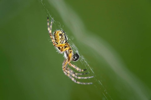 Oak spider (Aculepeira ceropegia)