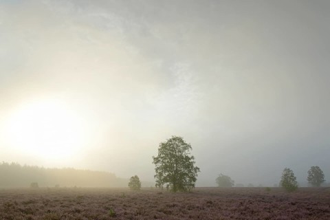 Heathland