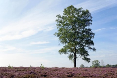Heathland
