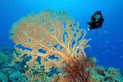 Diver looking at large Giant Sea Fan (Annella mollis) in coral reef