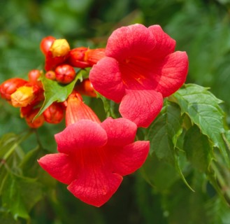 Climbing plant