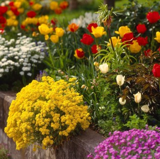 Basket of gold (Alyssum saxatile)