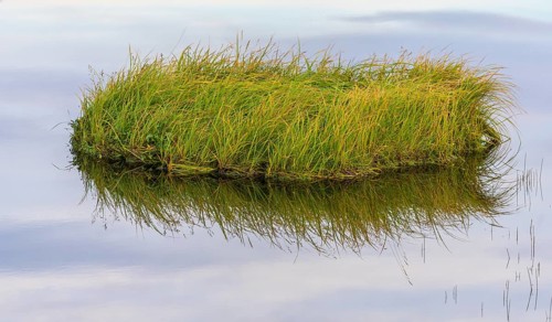 Grass island with reflection in a lake