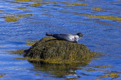 Harbor seal (Phoca vitulina)