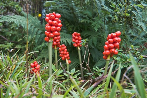 Common arum (Arum maculatum)