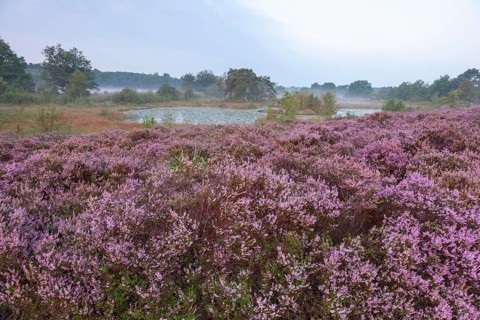Common Heather (Calluna vulgaris) in the morning mist