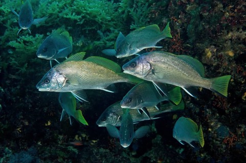 Shoal of Brown meagre (Sciaena umbra) hiding in cave
