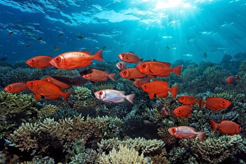 Shoal of Common Bigeye (Priacanthus hamrur) swimming backlit over coral reef