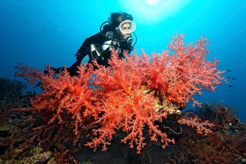 Diver looking at large colony of Klunzinger's Soft Coral (Dendronephthya klunzingeri) Red Sea