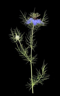 Love in a mist (Nigella damascena)