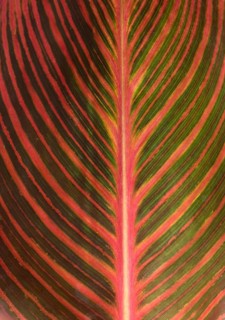 Leaf structure of a Canna (Canna)