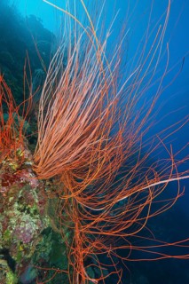 Horn coral Red whip coral (Ellisella ceratophyta)