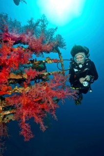 Diver looking at soft corals (Dendronephthya) on shipwreck Cedar Pride