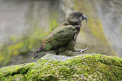 Kea (Nestor notabilis)
