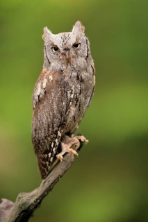 European scops owl (Otus scops)