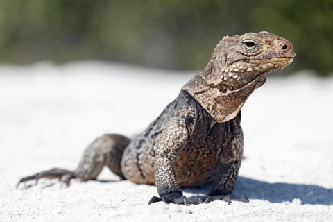 Green iguana (Iguana iguana) on the beach of Anclita