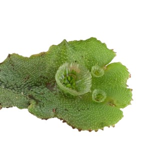 Common liverwort (Marchantia polymorpha)
