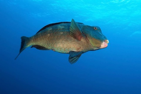 Indian Ocean Steephead Parrotfish (Chlorurus strongylocephalus)