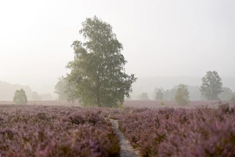 Heathland
